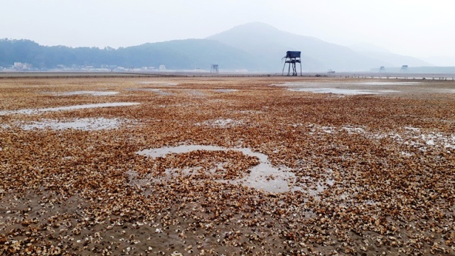 Hiện tượng ngao chết hàng loạt ở Thanh Hóa do mật độ quá dày
