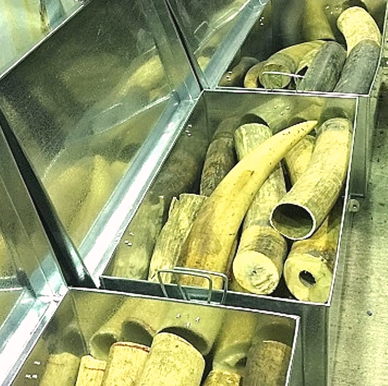 Đà Nẵng: Thủ tướng tặng bằng khen 2 cá nhân thuộc Tổng cục Hải quan vụ bắt ngà voi