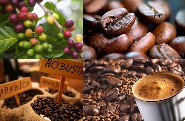 Thị trường nông sản ngày 4/4: Giá cà phê tăng gần 1.000 đồng, tiêu đi ngang - Hình 1