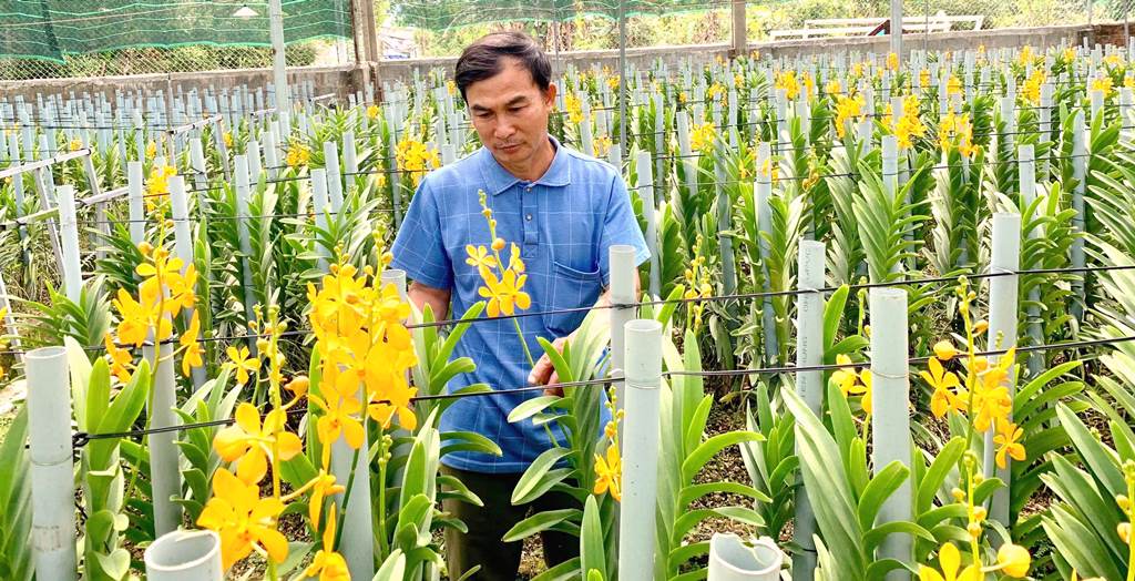 H.Hòa Vang-Đà Nẵng: Bứơc đột phá trồng phong lan Mokara tại xã Hòa Bắc - Hình 6