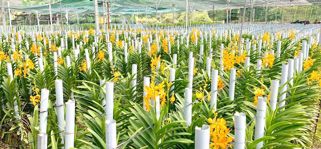 H.Hòa Vang-Đà Nẵng: Bứơc đột phá trồng phong lan Mokara tại xã Hòa Bắc - Hình 5