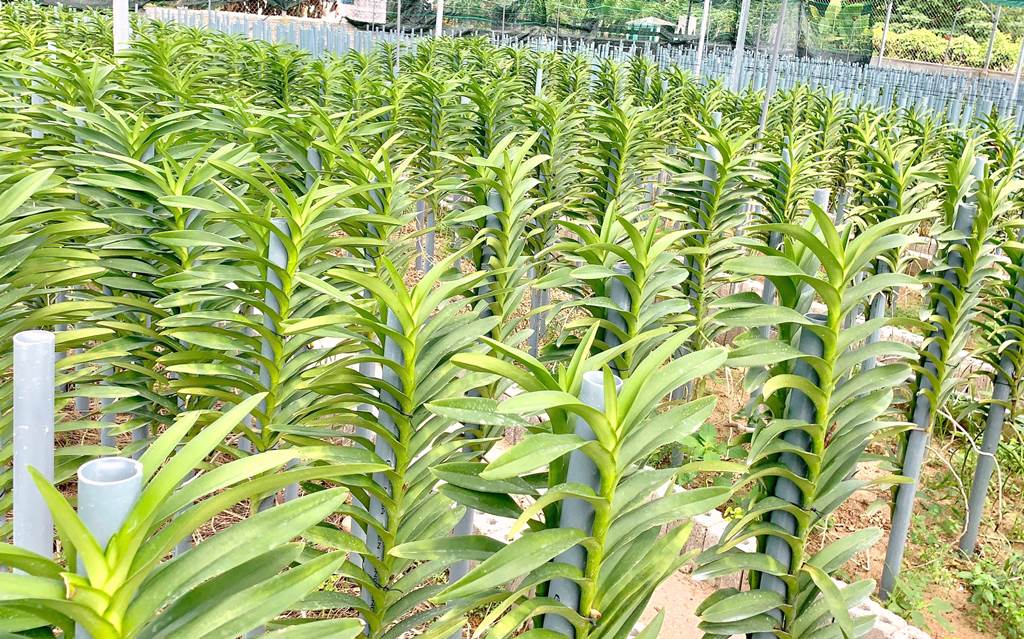 H.Hòa Vang-Đà Nẵng: Bứơc đột phá trồng phong lan Mokara tại xã Hòa Bắc - Hình 3