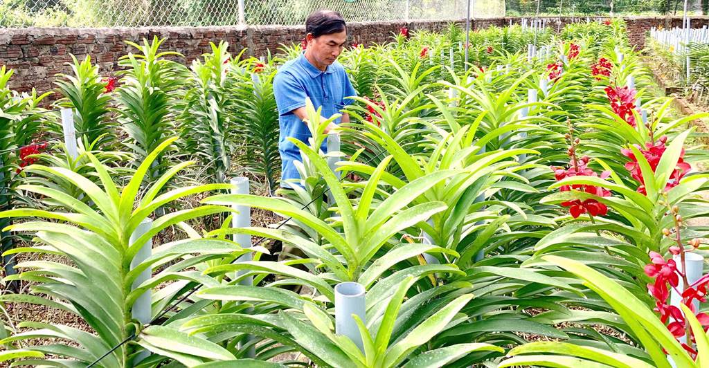 H.Hòa Vang-Đà Nẵng: Bứơc đột phá trồng phong lan Mokara tại xã Hòa Bắc - Hình 4