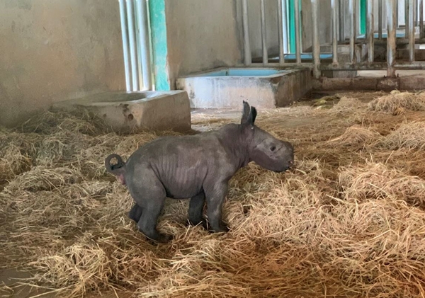 Tê giác con đầu tiên chào đời tại Vinpearl Safari Phú Quốc - Hình 1