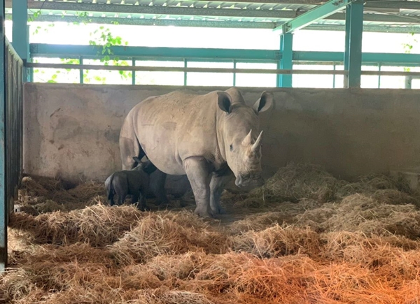 Tê giác con đầu tiên chào đời tại Vinpearl Safari Phú Quốc - Hình 2