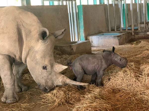 Tê giác con đầu tiên chào đời tại Vinpearl Safari Phú Quốc - Hình 3