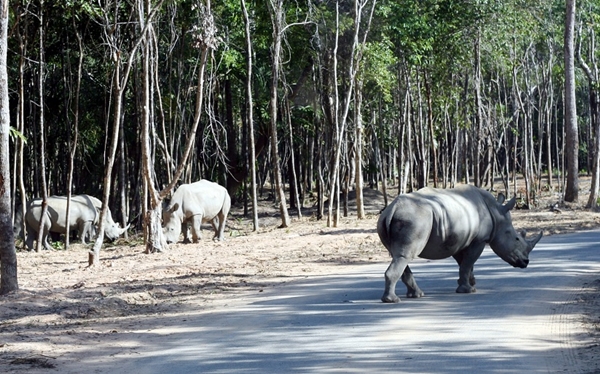 Tê giác con đầu tiên chào đời tại Vinpearl Safari Phú Quốc - Hình 4