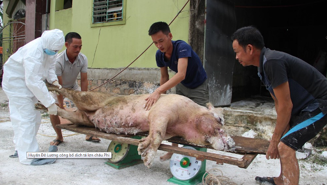 Nghệ An: Xuất hiện ổ dịch tả lợn châu Phi thứ năm - Hình 1