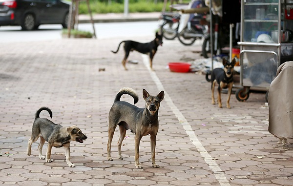 Vụ bé trai 7 tuổi bị đàn chó cắn tử vong: Có thể khởi tố chủ đàn chó