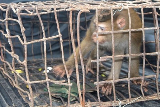 VQG Vũ Quang (Hà Tĩnh): Tiếp nhận, chăm sóc cho cá thể khỉ mốc quý hiếm - Hình 1