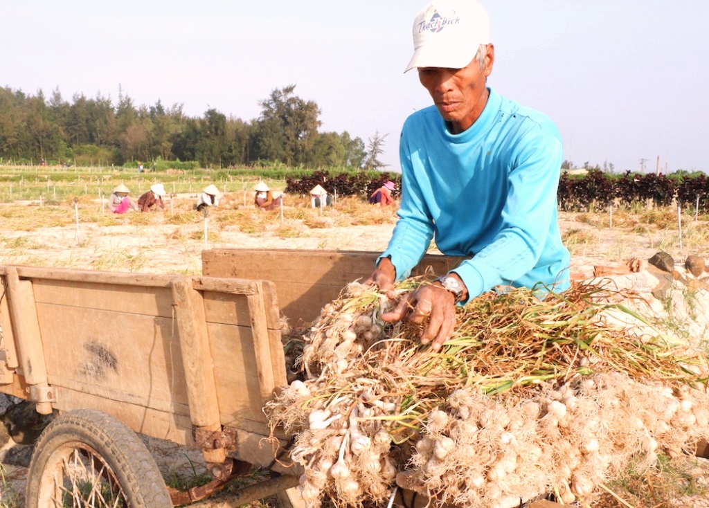 H. Lý Sơn-Quảng Ngãi: Công bố đường dây nóng để bảo vệ thương hiệu tỏi Lý Sơn