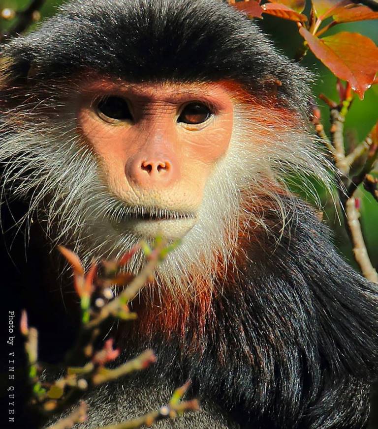 Đà Nẵng: Loài vọoc chà vá chân nâu quý hiếm trên bán đảo Sơn Trà