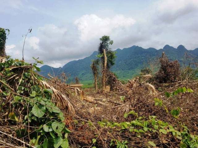 Quảng Bình: Nạn phá rừng dưới chân đèo Đá Đẻo - Hình 1