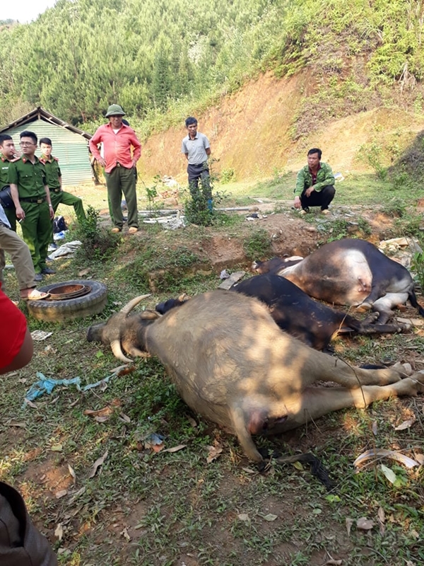 Huyện Ngân Sơn (Bắc Kạn): Trâu bò chết hàng loạt, chưa rõ nguyên nhân - Hình 1
