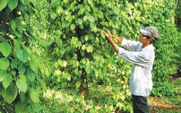 Thị trường nông sản ngày 10/4: Giá cà phê, tiêu đi ngang