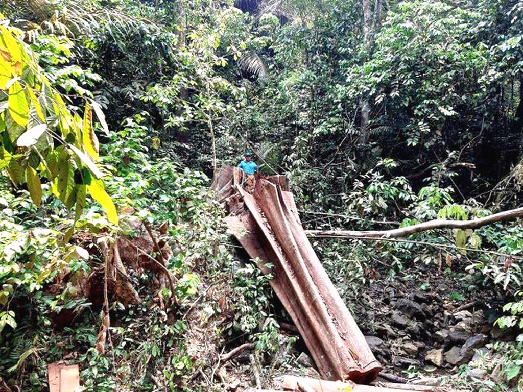 Quảng Nam: Phát hiện vụ phá rừng phòng hộ Đắk Mi quy mô lớn - Hình 1