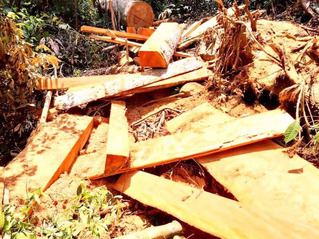 Quảng Nam: Phát hiện vụ phá rừng phòng hộ Đắk Mi quy mô lớn - Hình 2