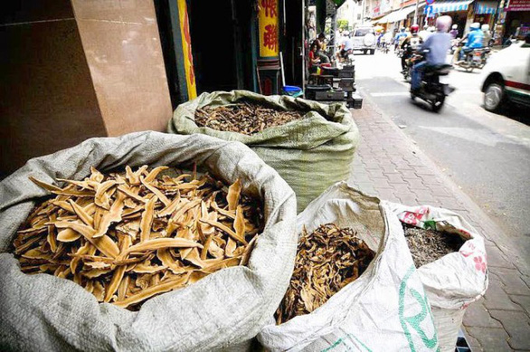 Nhức nhối nạn buôn lậu dược liệu