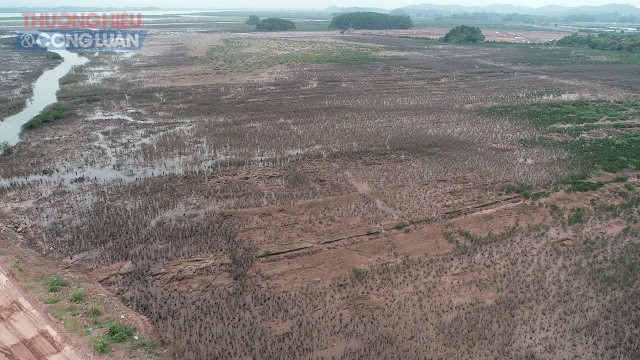 Vân Đồn – Quảng Ninh: Dự án xây xong phát hiện hơn 23ha rừng ngập mặn “bốc hơi” - Hình 3
