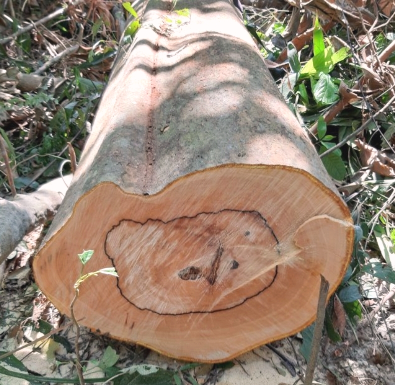 Quảng Nam: Khởi tố vụ phá rừng phòng hộ Sông Tranh