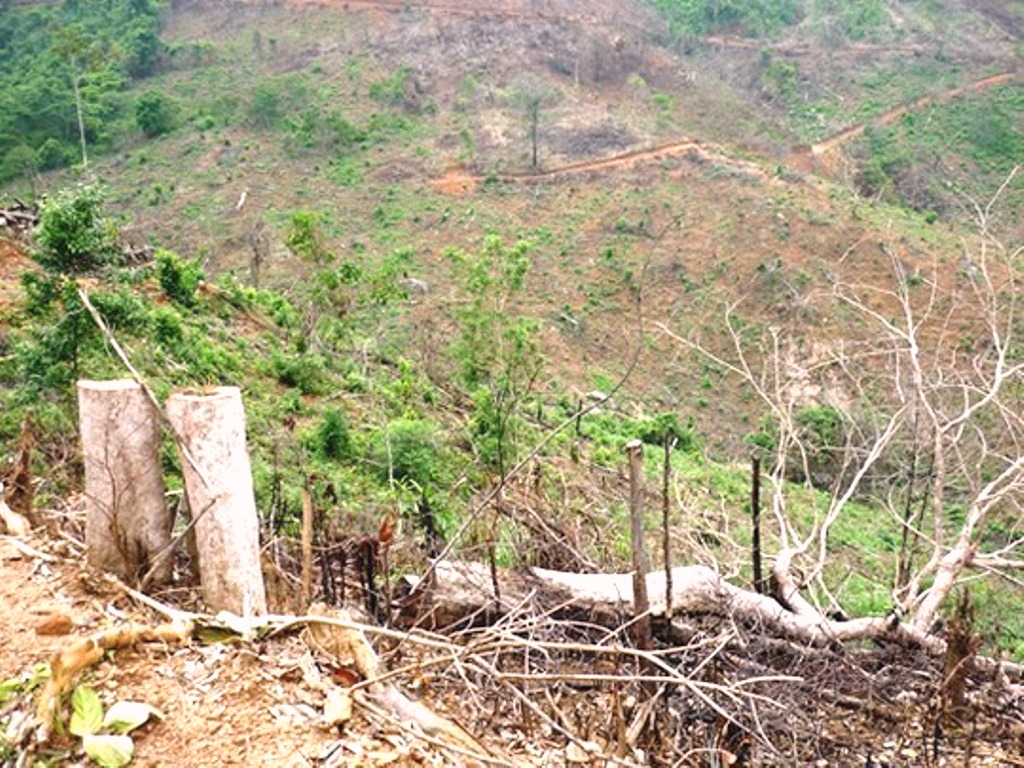 Bình Định: Khởi tố vụ án phá 11.300 m2 rừng tự nhiên - Hình 1