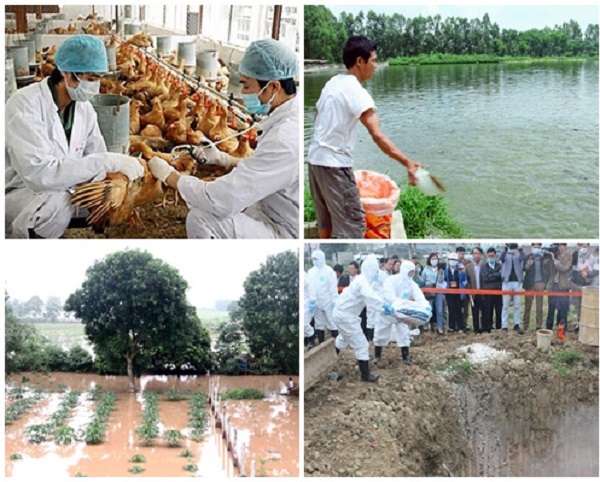 Hà Nội: Chính sách hỗ trợ sản xuất nông nghiệp do thiên tai, dịch bệnh - Hình 1