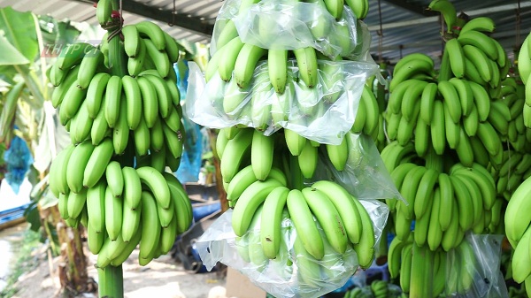 Truy xuất nguồn gốc trái cây Việt Nam xuất khẩu vào thị trường Trung Quốc - Hình 1