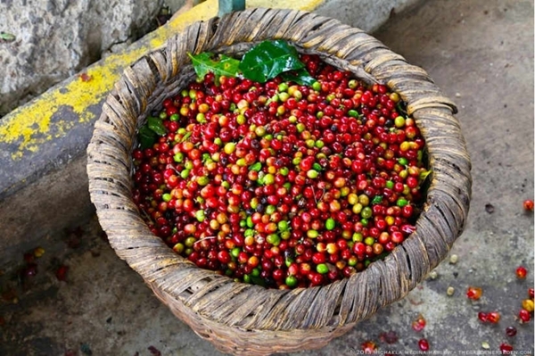 Giá nông sản ngày 16/4/2019: Giá cà phê tăng 600 đồng/kg, giá tiêu đi ngang - Hình 1