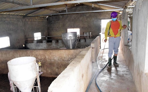 Huyện thứ 5 ở Nghệ An xuất hiện dịch tả lợn châu Phi