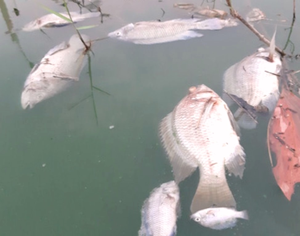Đà Nẵng: Gần 2 km kênh bất ngờ đổi màu bất thường, kèm hiện tượng cá chết rải rác - Hình 1