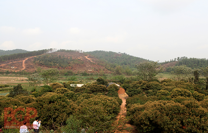 Bắc Giang: Đề xuất rà soát nguồn gốc đất tại dự án sân golf Lục Nam - Hình 1