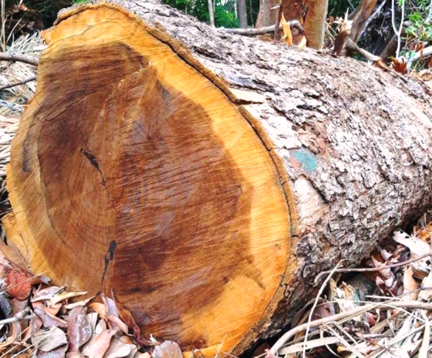 Kon Tum: Vì sao lâm tặc mở đường, phá rừng mà trạm bảo vệ rừng không biết? - Hình 1