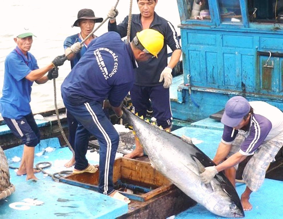 Bình định: Ngư dân phấn khởi vì trúng cá ngừ đại dương - Hình 2