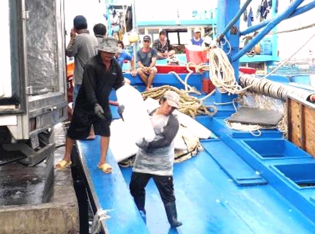 Bình định: Ngư dân phấn khởi vì trúng cá ngừ đại dương - Hình 3