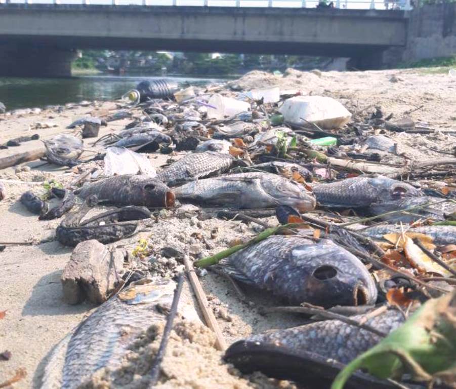 Cá chết hàng loạt ở cửa sông Phú Lộc và bờ vịnh Đà Nẵng - Hình 1