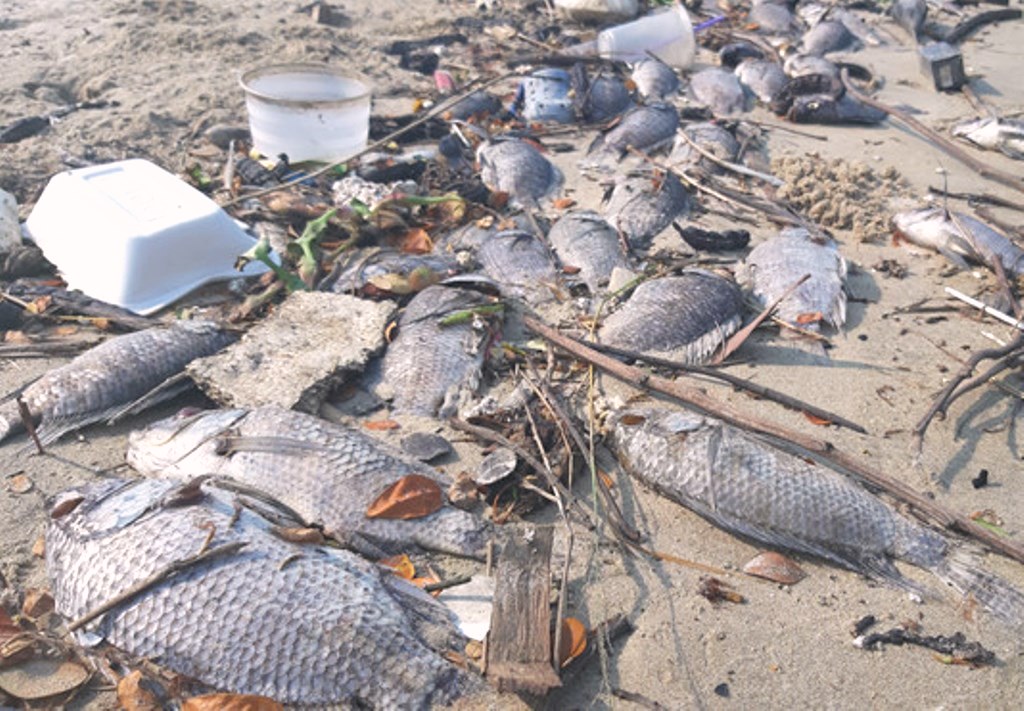 Cá chết hàng loạt ở cửa sông Phú Lộc và bờ vịnh Đà Nẵng - Hình 2
