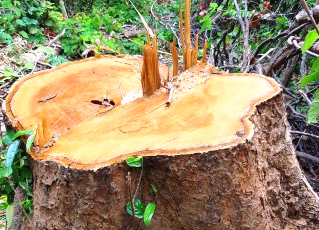 Kon Tum: Chi cục Kiểm lâm vùng IV vào cuộc vụ rừng cổ thụ bị phá ở giữa 2 trạm bảo vệ