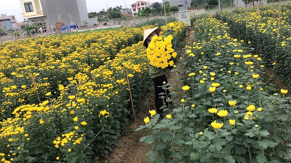 Hải An – Hải Phòng: Độc đáo làng hoa Đằng Hải