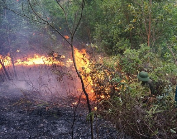 Cảnh báo nguy cơ cháy rừng ở 11 tỉnh - Hình 1