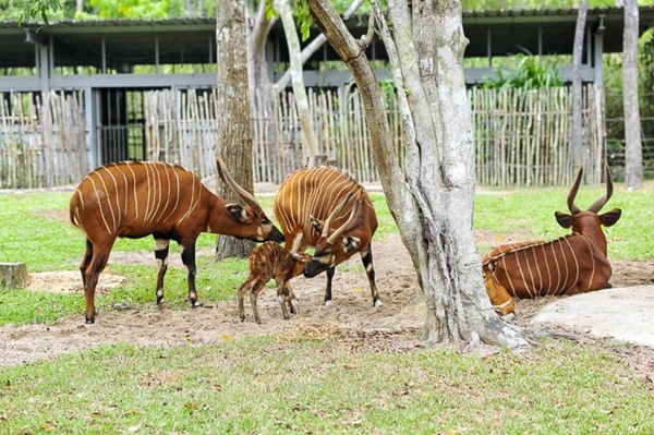 Vinpearl Safari Phú Quốc - 17 ngày đón 2 cá thể tê giác quý chào đời - Hình 6