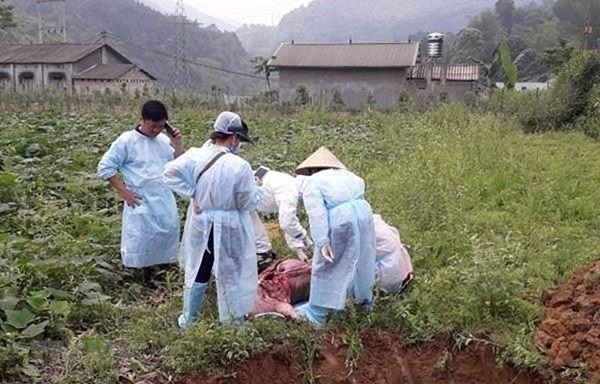 Xuất hiện 11 ổ dịch tả lợn châu Phi tại Cao Bằng trong vòng nửa tháng