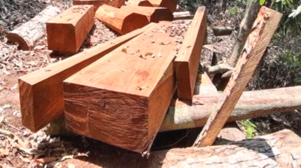 Quảng Nam: Phát hiện 2 vụ phá rừng tự nhiên tại huyện Nam Giang