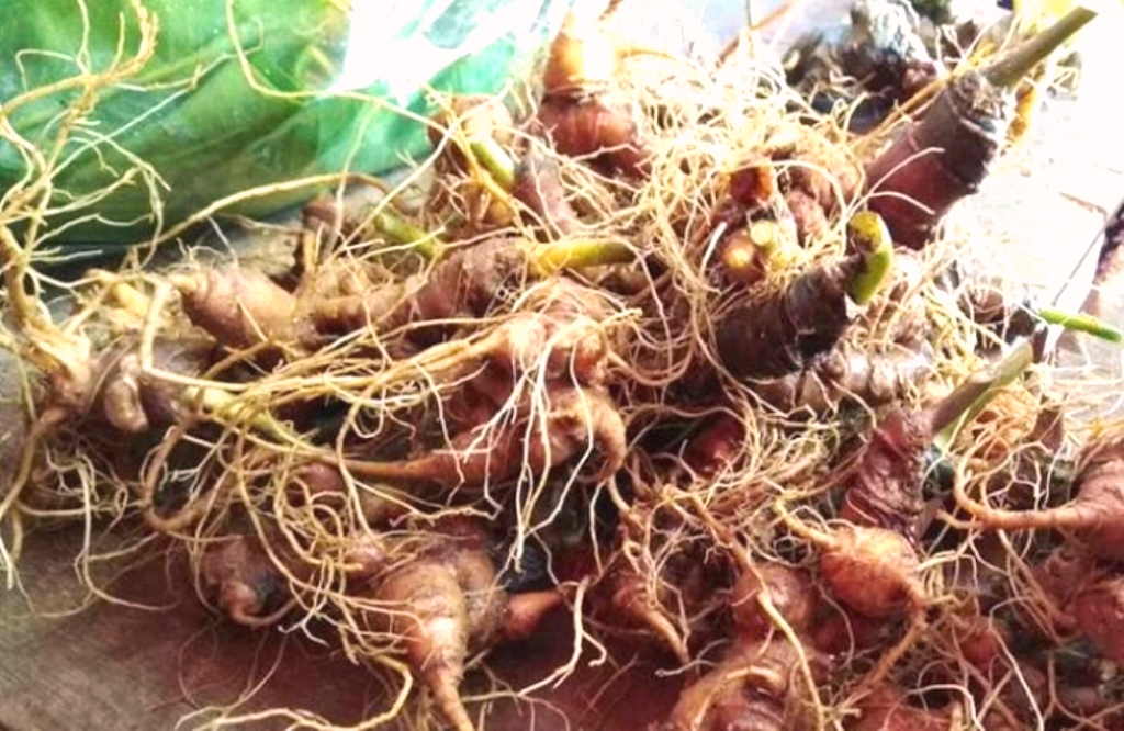 Quảng Nam: Phiên chợ sâm Ngọc Linh thu về 4,4 tỷ đồng, 1.000 lượt khách mua sắm - Hình 2