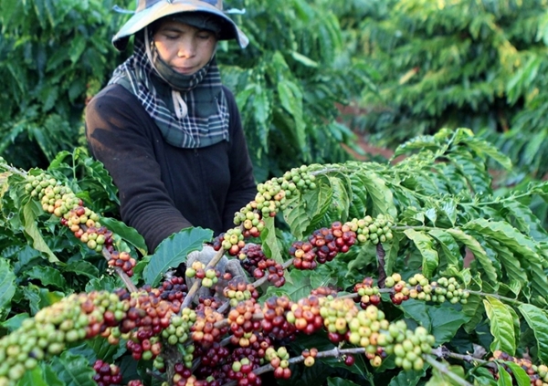 Tháng 4/2019: Xuất khẩu cà phê tiếp tục giảm mạnh