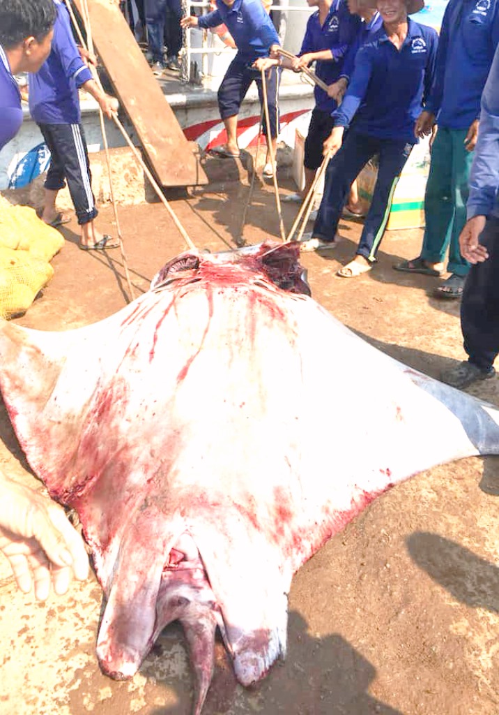 Quảng Ngãi: Ngư dân đảo Lý Sơn bắt được cá đuối khủng nặng nửa tấn