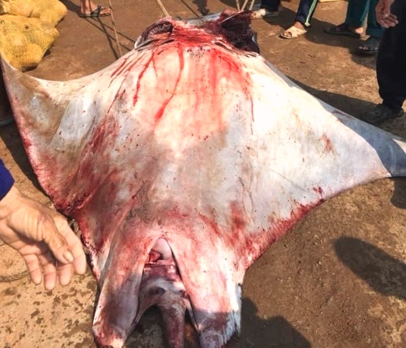 Quảng Ngãi: Ngư dân đảo Lý Sơn bắt được cá đuối khủng nặng nửa tấn - Hình 2