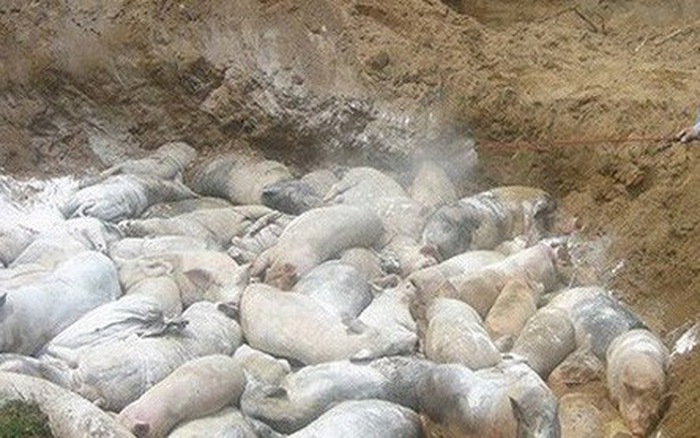 Ninh Bình: Tiêu hủy hơn 8 tấn lợn nhiễm dịch tả lợn Châu Phi - Hình 1