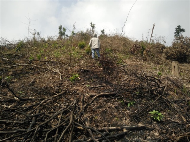 Nghệ An: Xử phạt công ty nguyên liệu TH 40 triệu đồng vi phá rừng trái phép - Hình 1