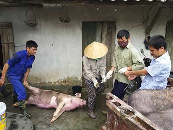 Bắc Ninh: Lập 3 đoàn liên ngành thanh tra công tác phòng, chống dịch tả lợn châu Phi - Hình 1