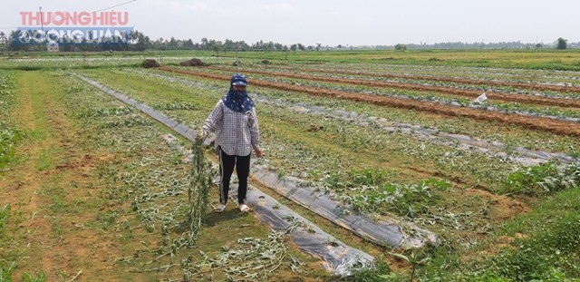 Nghệ An: Xót xa 5 sào dưa hấu của nông dân đang đến mùa thu hoạch bị kẻ xấu chặt phá - Hình 3